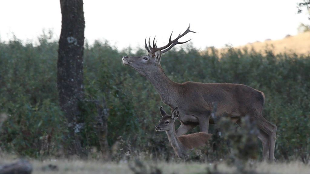 Berrea, frondosos bosques y el Río Tajo: Todo esto en el Parque Nacional de Monfragüe