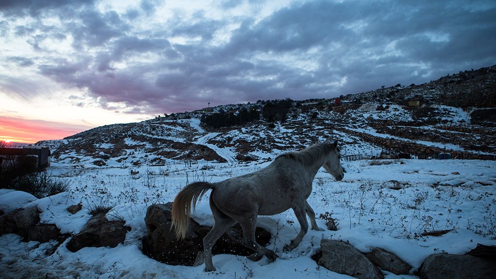 El mundo animal en un marco invernal