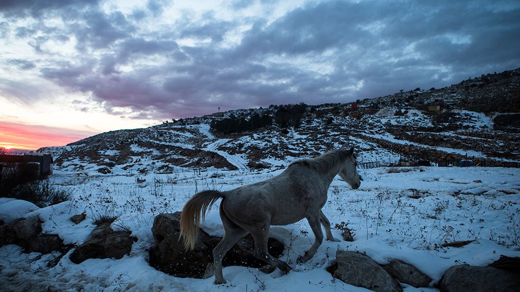 Animales al borde de una tormenta de nieve