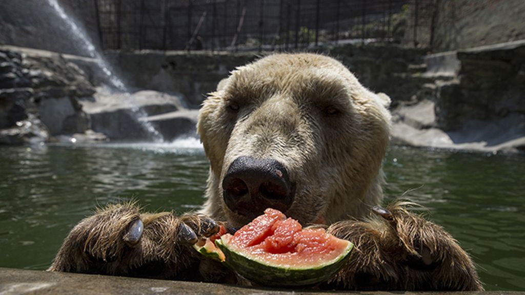 Las 19 fotos que demuestran que los animales también sufrieron con el calor