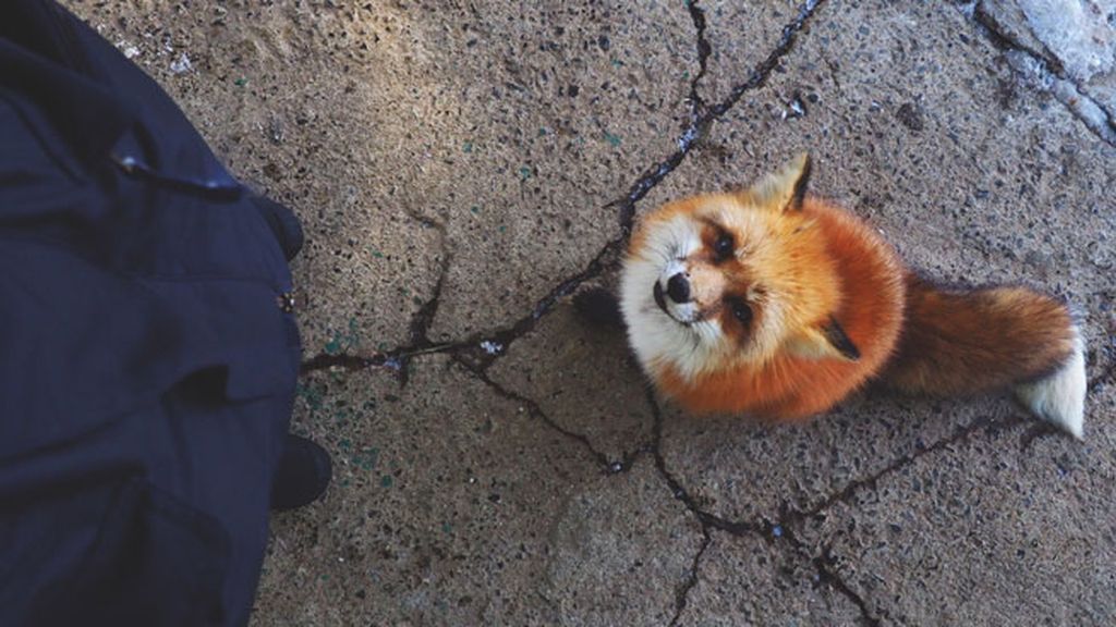 Esta reserva natural acoge más de 100 ejemplares de seis especies diferentes