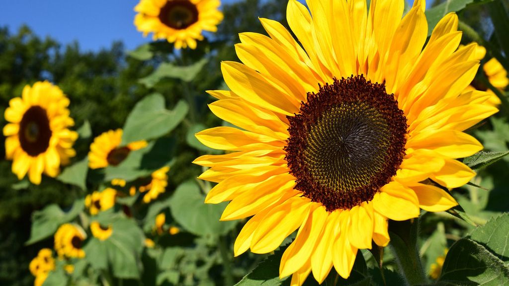 Mayo, mes de las flores: di qué quieres en tu primera cita regalando una flor