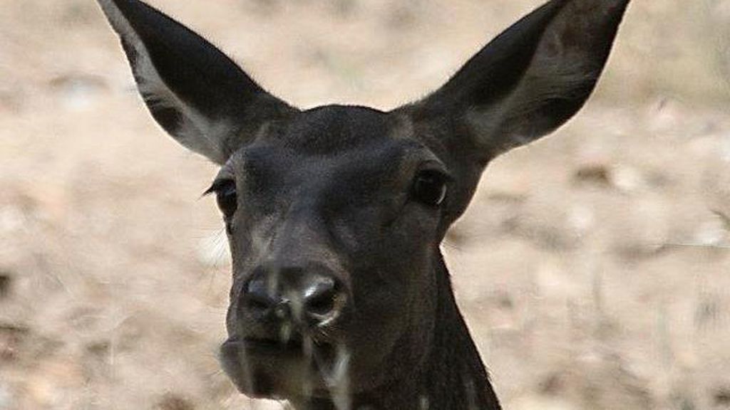 Berrea, frondosos bosques y el Río Tajo: Todo esto en el Parque Nacional de Monfragüe