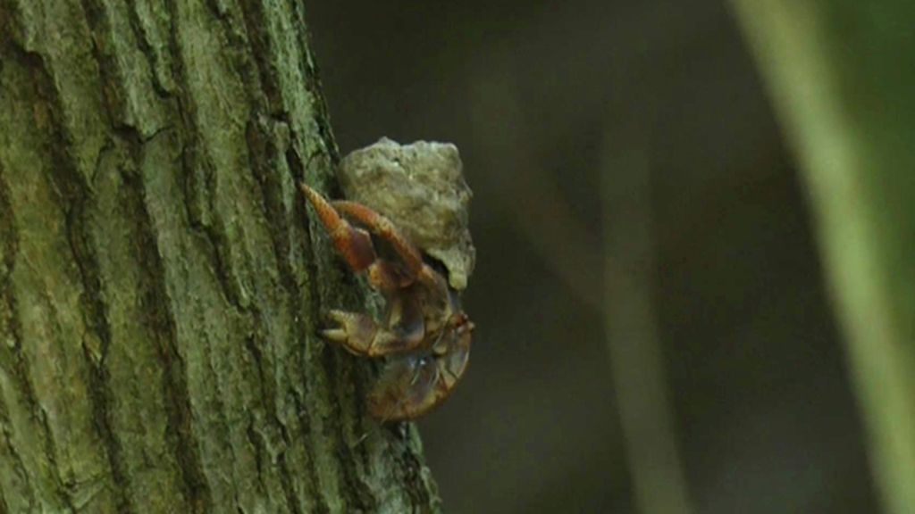 Ranas, arañas, monos aulladores, cangrejos azules…  La fauna selvática de Laguna Cacao