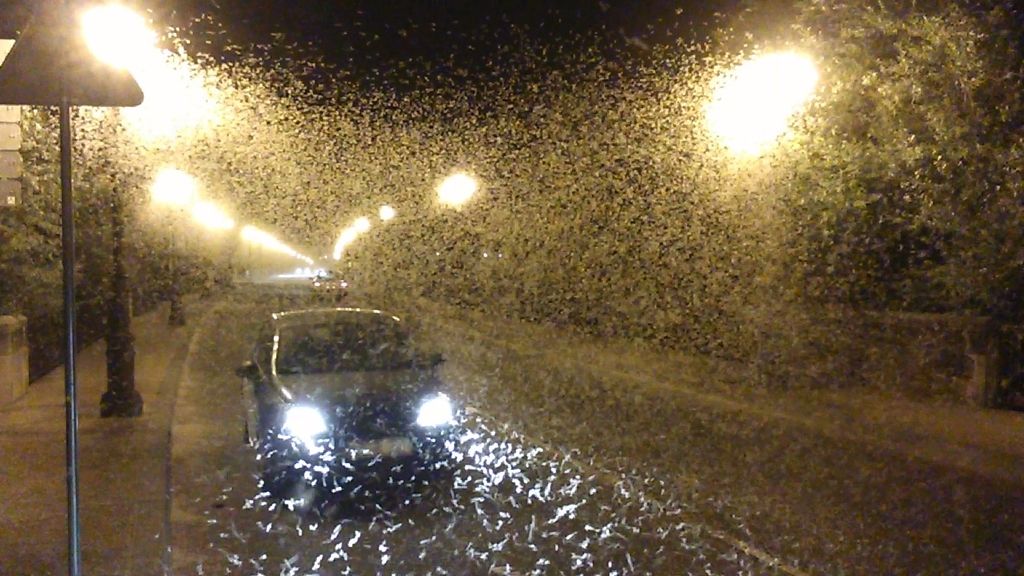 La 'nieve' de agosto en Navarra: te contamos el fenómeno de las efímeras