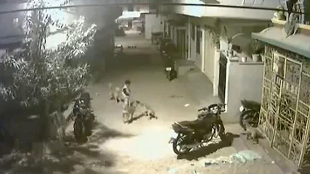 Un niño se arma de valentía y planta cara a los perros que se abalanzaron sobre él