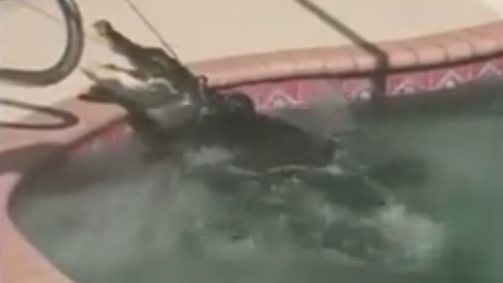 Un cocodrilo de más de dos metros aparece en una piscina