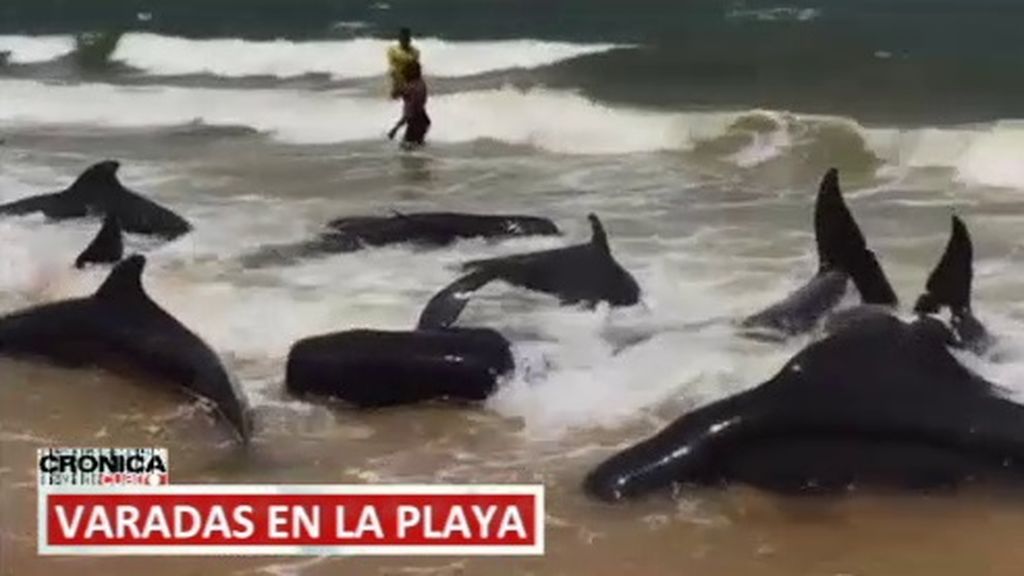 La solidaridad que ha salvado la vida a un grupo de ballenas varadas