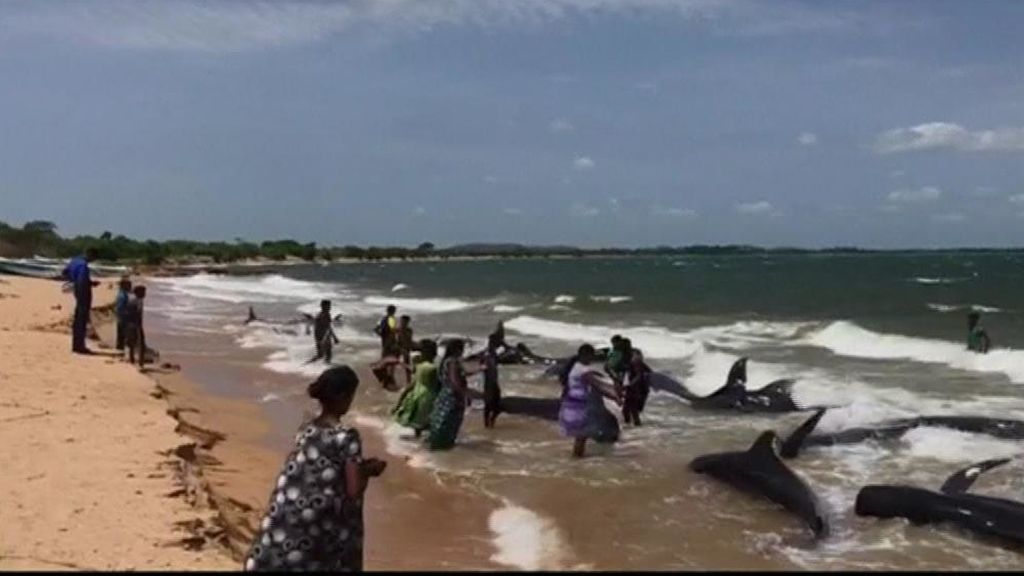 Salvan a una veintena de ballenas encalladas en una playa de Sri Lanka