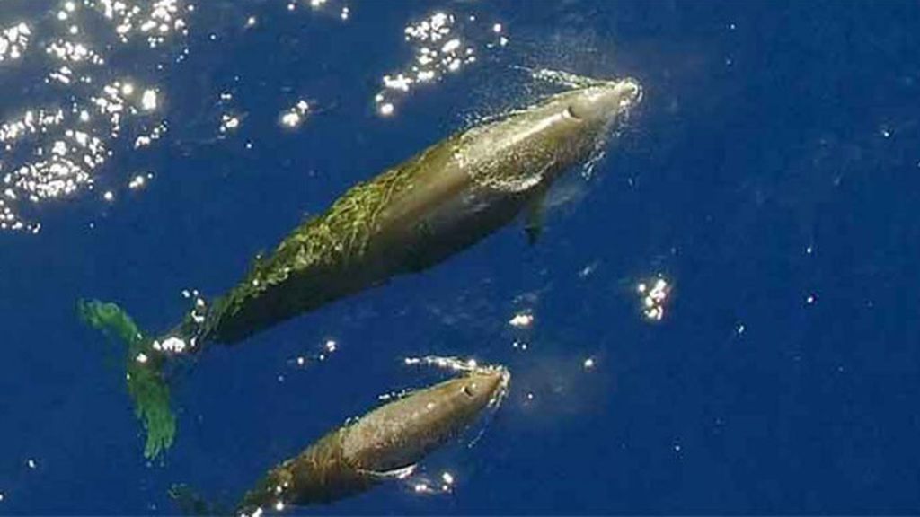 Un dron capta a una familia de ballenas de una especie rara en mares de México