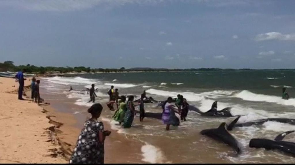 Salvan a una veintena de ballenas encalladas en una playa de Sri Lanka