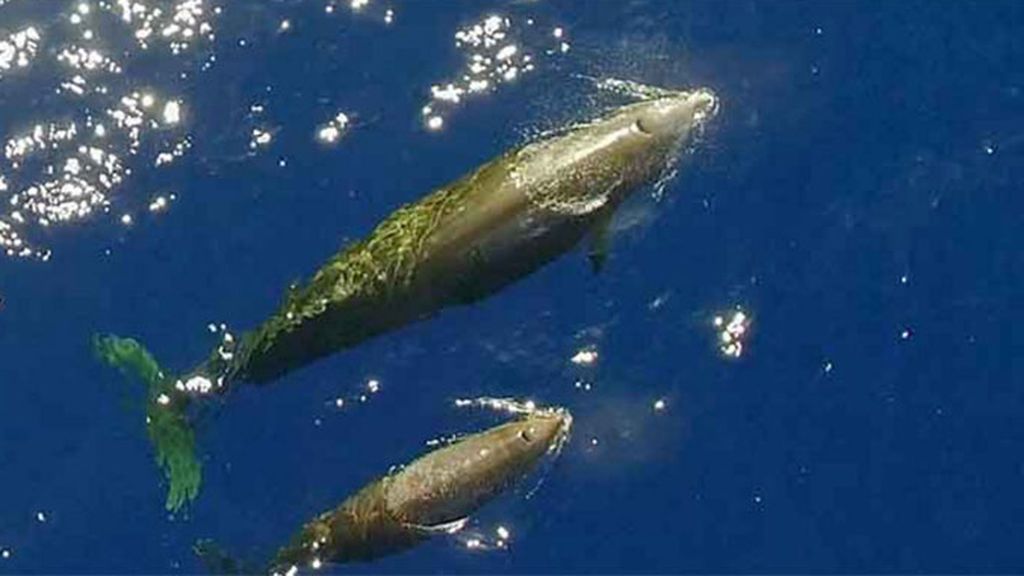 Un dron capta a una familia de ballenas de una especie rara en mares de México