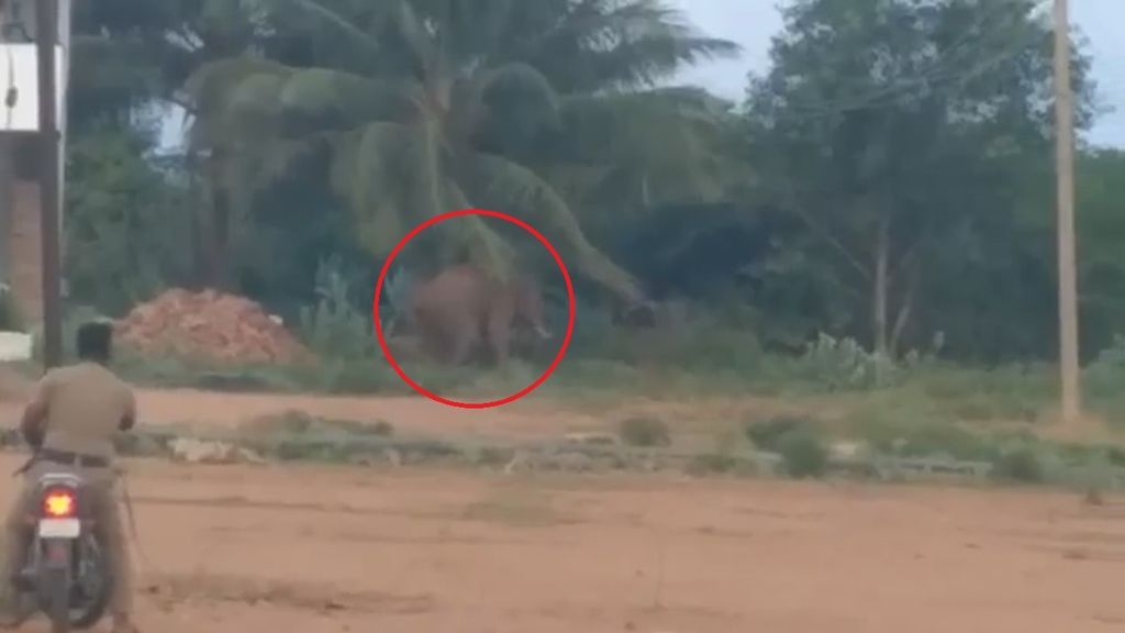 Un elefante mata a 4 personas y siembra el pánico en varias aldeas indias