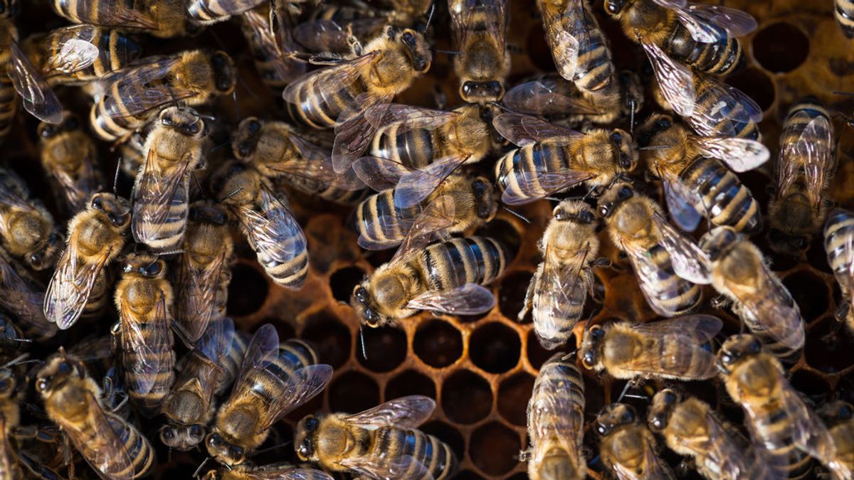 Fallece un hombre en Mijas (Málaga) tras sufrir picaduras masivas de abejas
