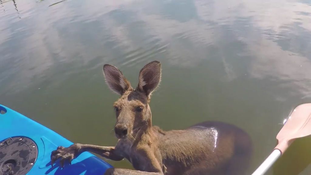 El rescate de un canguro atrapado en un canal que conmueve a miles de usuarios