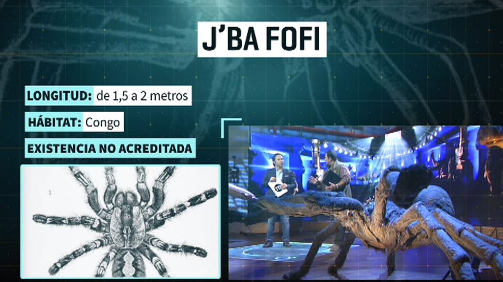 J'Ba Fofi: una espectacular araña de dos metros, letal 