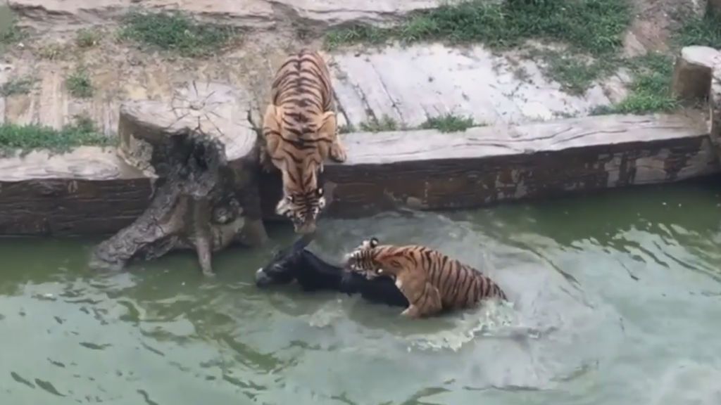 Lamentable escena: dan de comer un burro vivo a unos tigres en un zoo