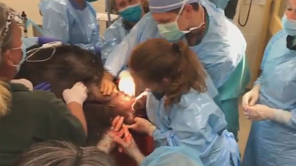 La cría de gorila que nace como cualquier otro humano