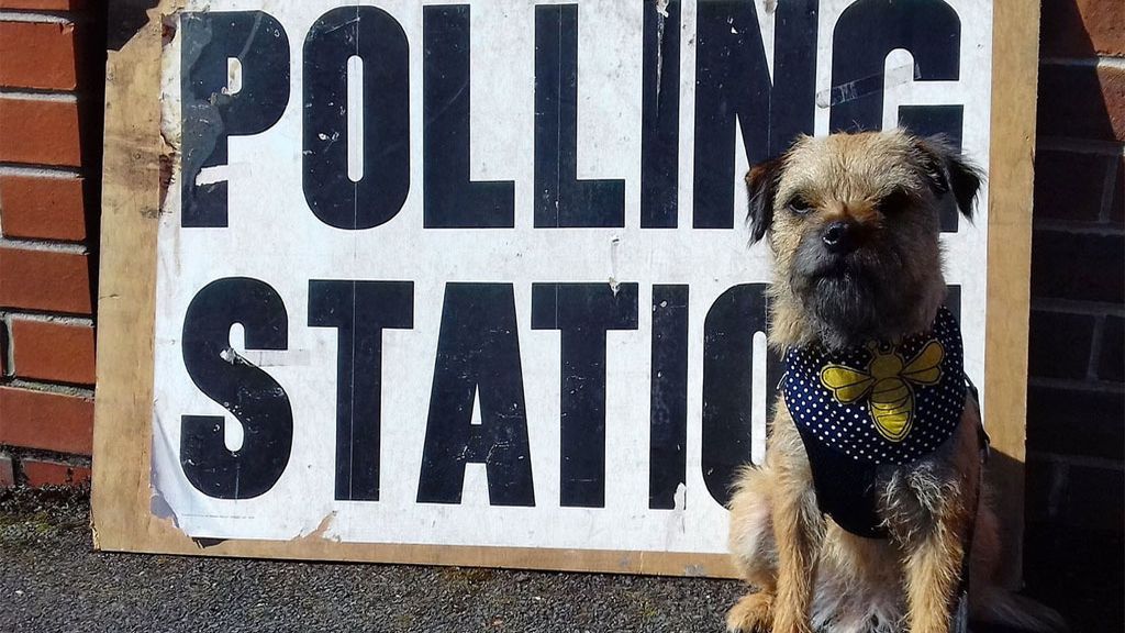 Los perros también acuden a los centros electorales británicos