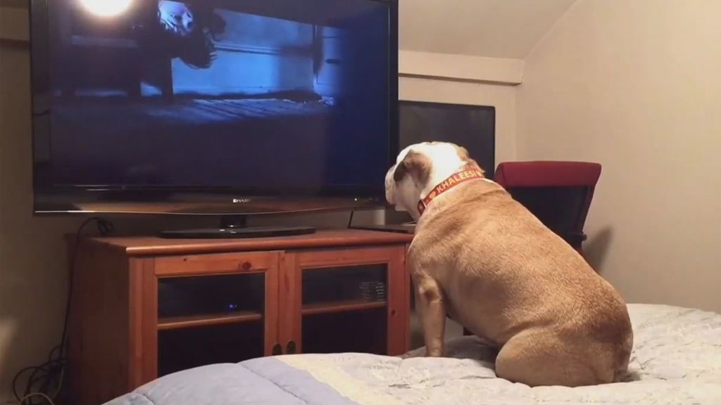 Khaleesi: el "perro guardián" de las víctimas de las películas