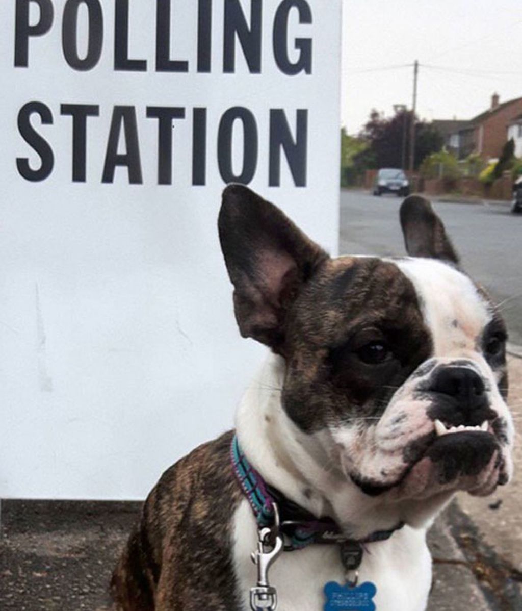 Los perros también acuden a los centros electorales británicos