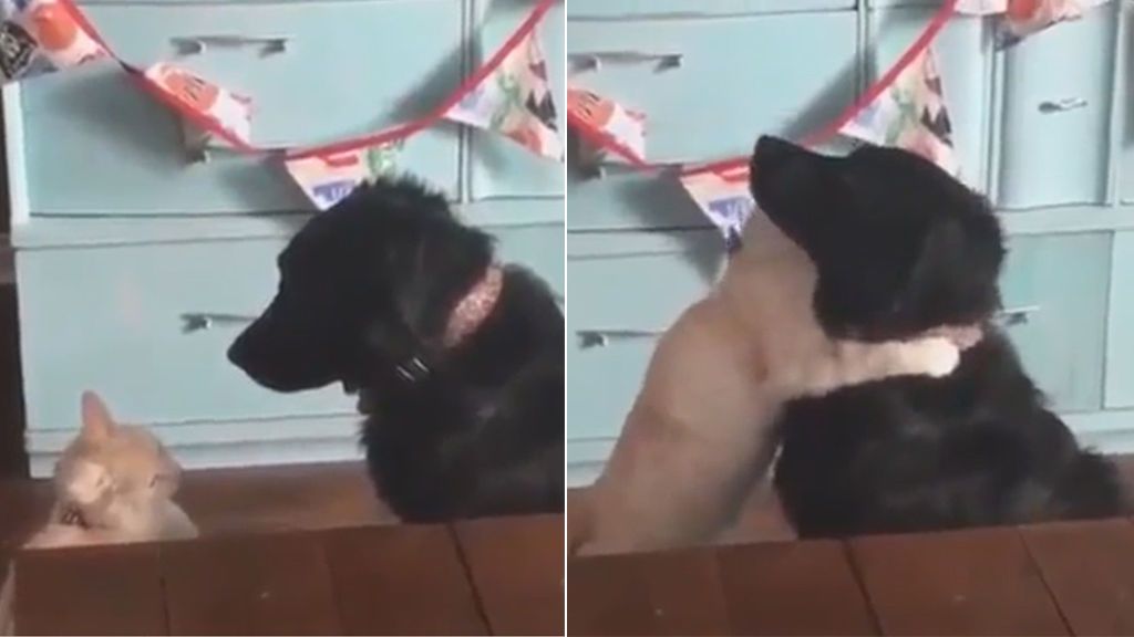 El efusivo abrazo que demuestra que perros y gatos pueden ser amigos