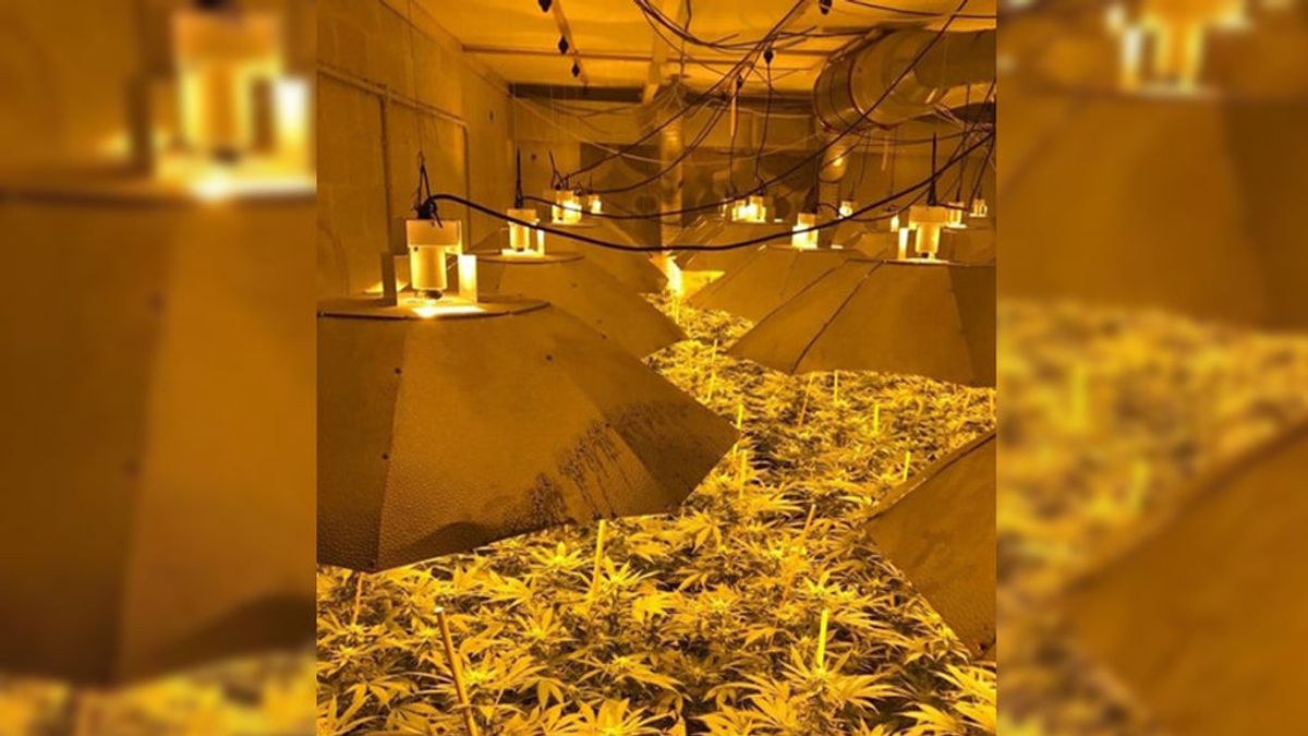 Descubren más de 4 mil plantas de cannabis en un búnker nuclear de Inglaterra
