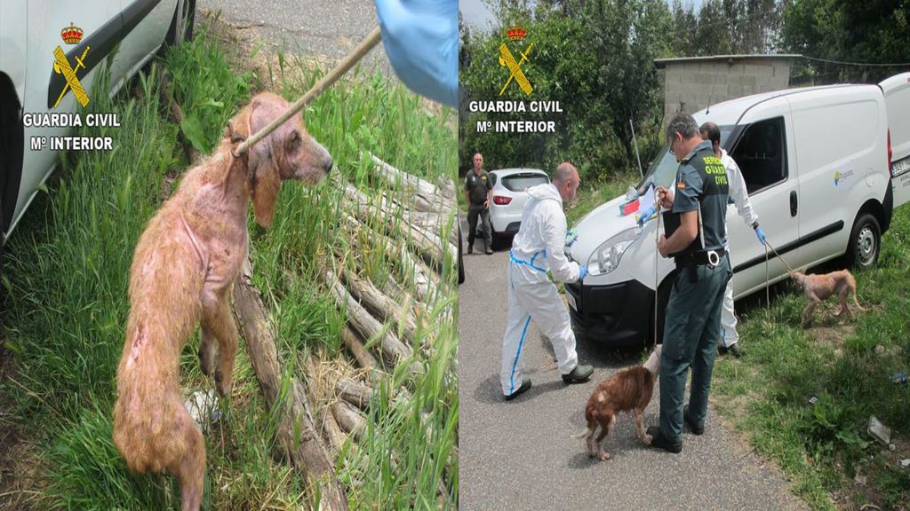 Detienen a un hombre de 42 años en Pontevedra por maltratar a 15 perros