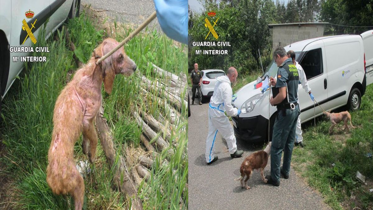 Detienen a un hombre de 42 años en Pontevedra por maltratar a 15 perros