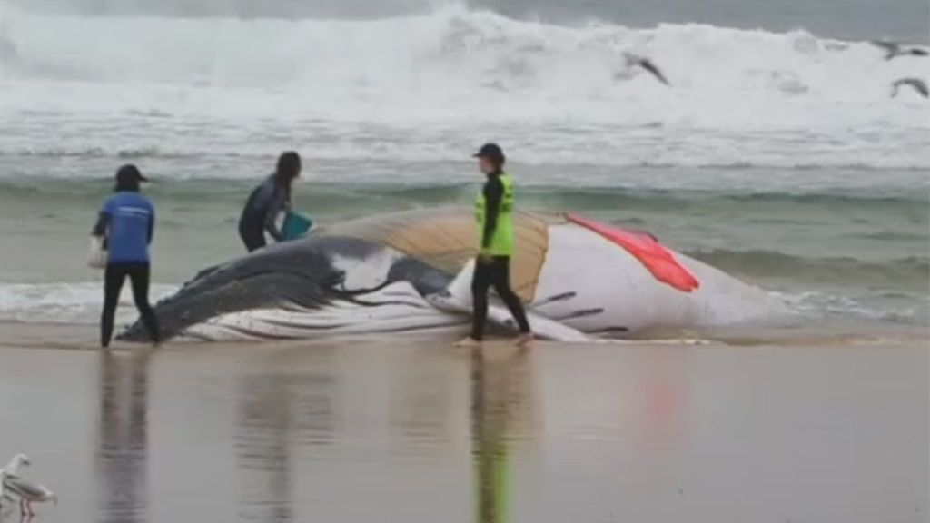 Sacrifican a una ballena varada en la costa este de Australia