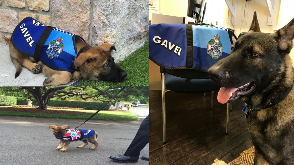 Gavel, el perro que fue expulsado de la Policía por ser 