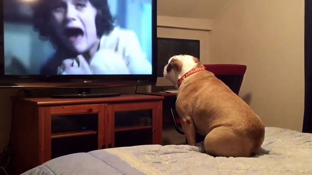 La reacción de un perro al ver una escena de una película de terror