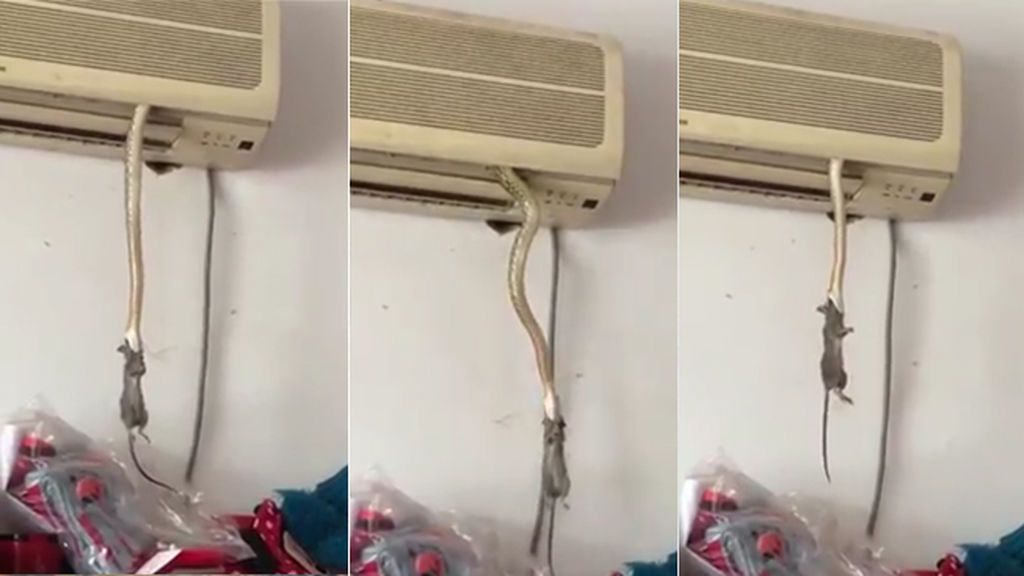 Una serpiente sale de un aire acondicionado y se come a la rata que merodeaba por casa