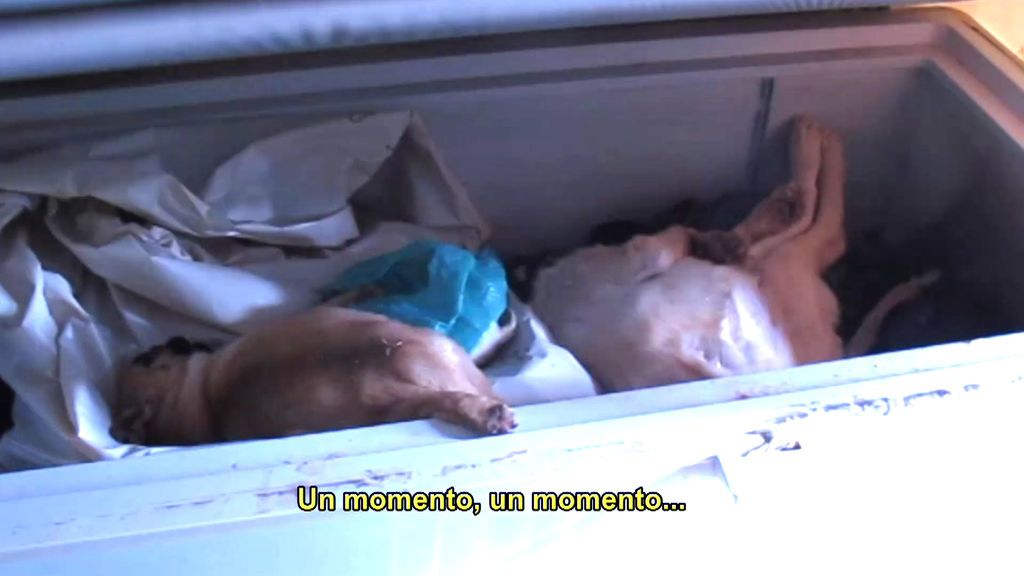 Seprona descubre un congelador lleno de cachorros muertos en un multicriadero