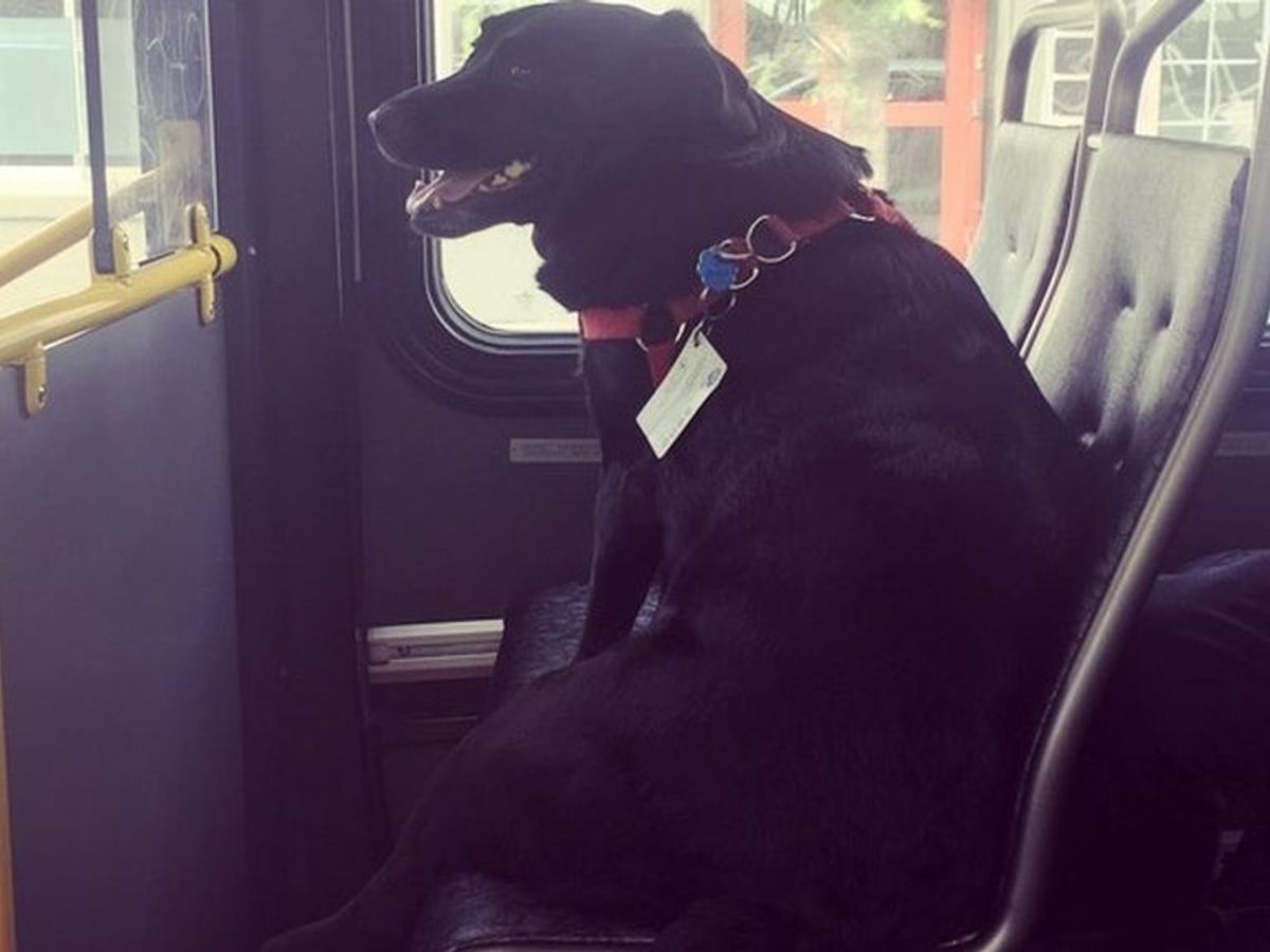 Un perro coge a diario el autobús para llegar a un parque de perros