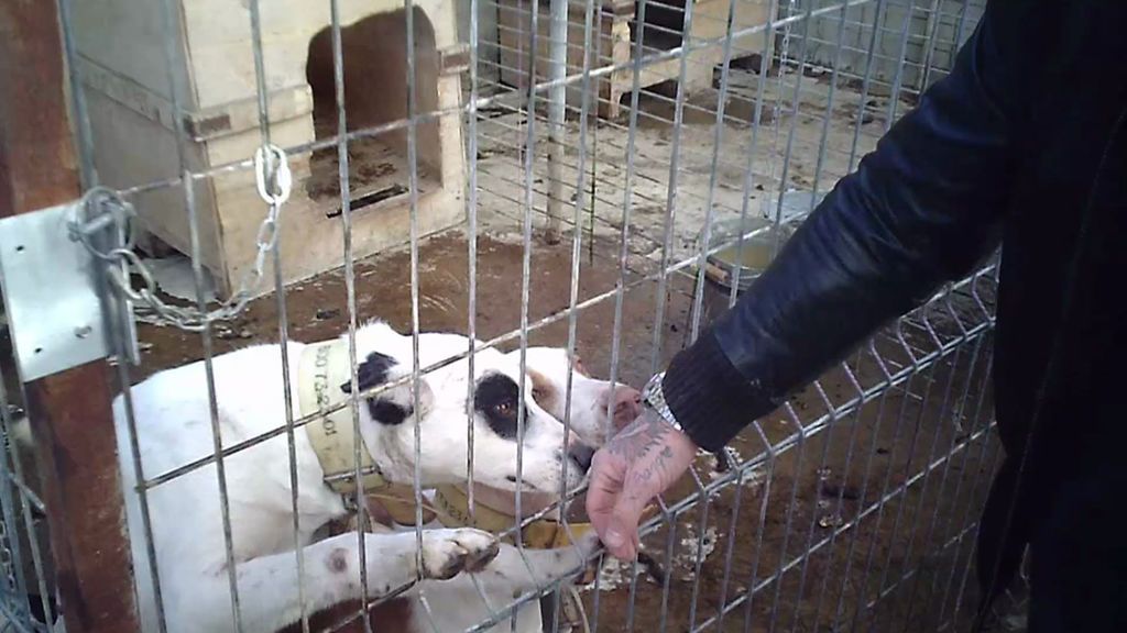 Javi encuentra una veintena de perros maltratados en la parte de atrás de una chatarrería
