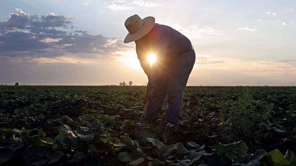 Un campo de melón durante la madrugada en Somerton, Arizona