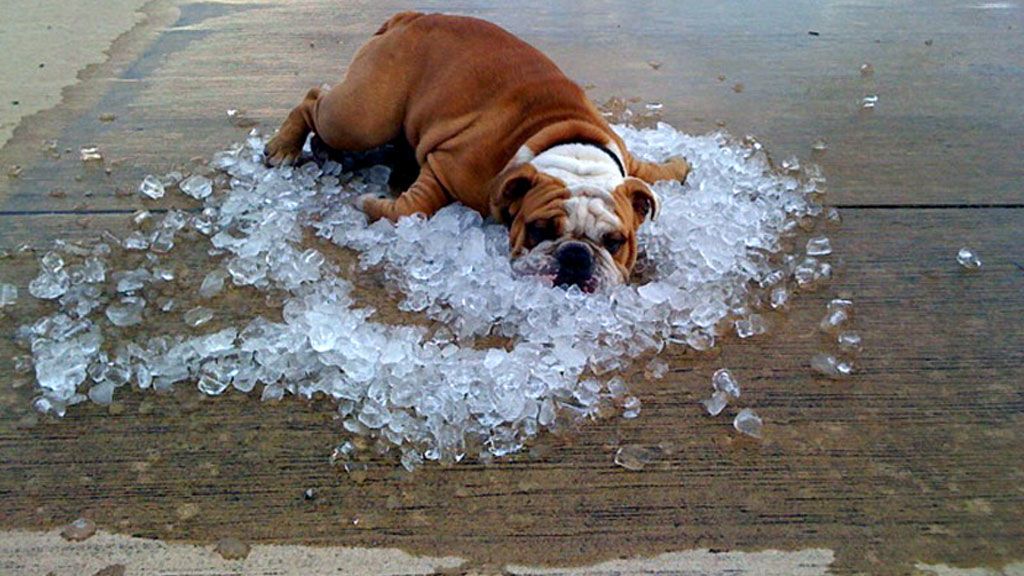 perro calor perro calor
