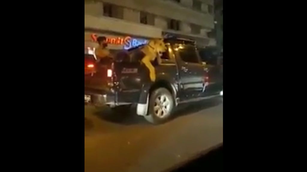 Detenido por llevar a su leona de paseo en coche