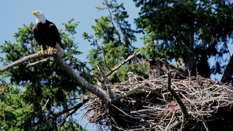 Una pareja de águilas adopta a una cría de halcón, su especie enemiga
