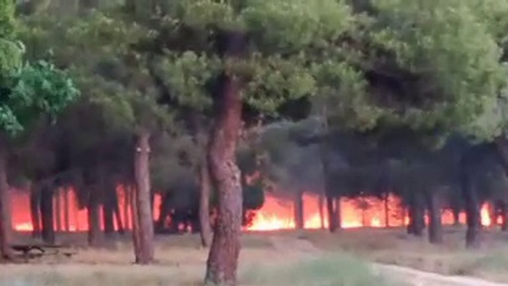 Los bosques españoles comienzan a arder