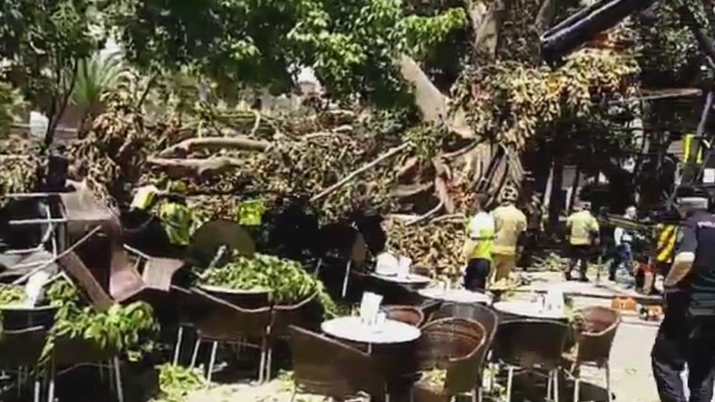 Susto en Murcia al desplomarse un ficus gigante en la plaza de Santo Domingo