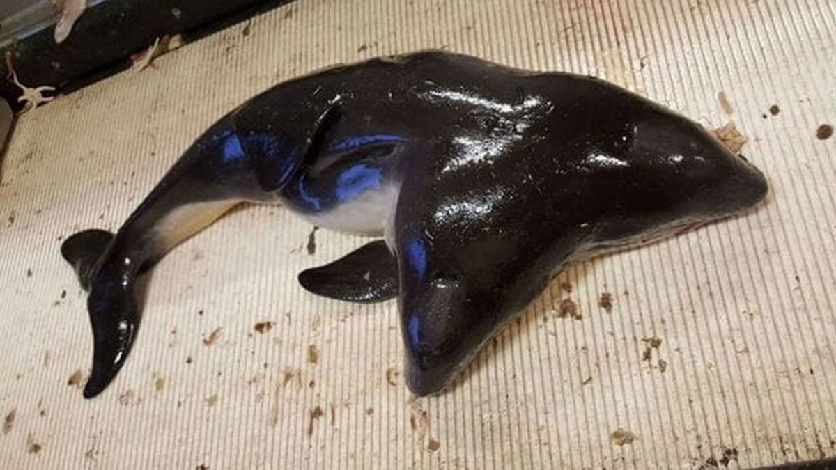La decepción de los investigadores tras encontrar una criatura marina con dos cabezas