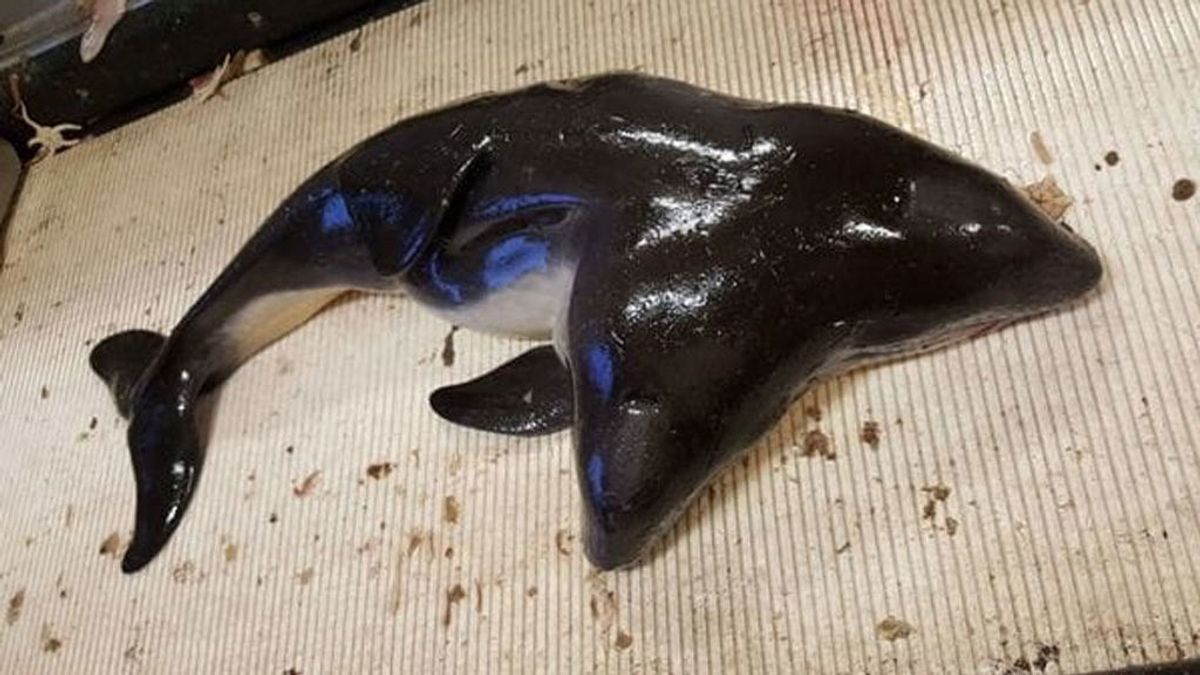 La decepción de los investigadores tras encontrar una criatura marina con dos cabezas