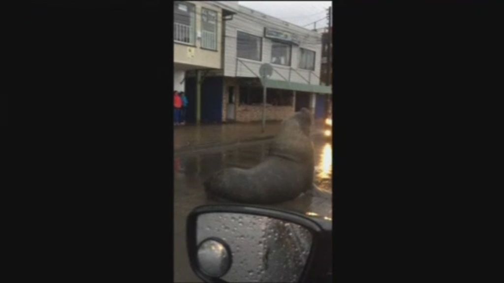 Un enorme león marino paraliza el tráfico en la ciudad chilena de Tomé
