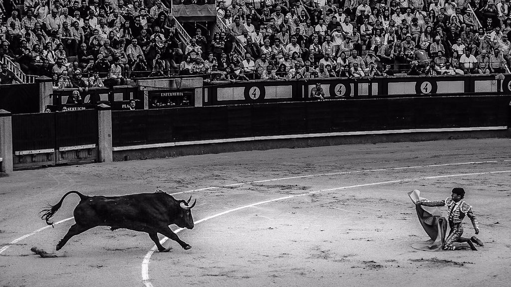 Espectáculo y valor: así recibía Fandiño al toro de rodillas en su última faena en Las Ventas