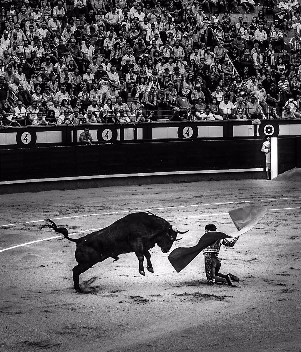 Espectáculo y valor: así recibía Fandiño al toro de rodillas en su última faena en Las Ventas