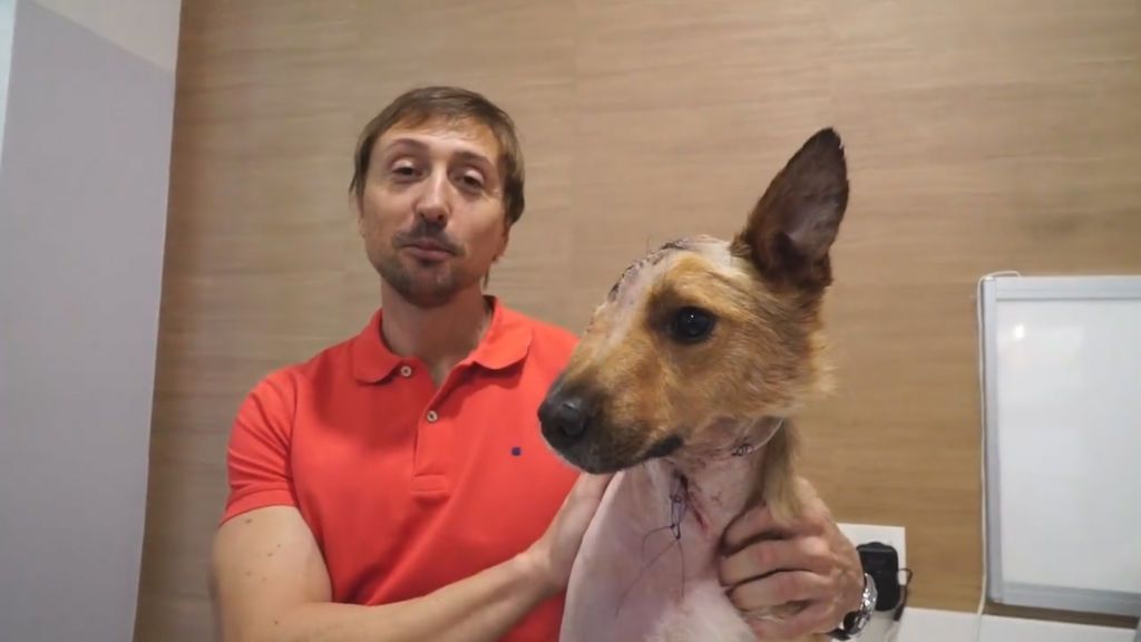 Sky, el perro con la cara partida por un palazo, va a su primera revisión tras ser operado