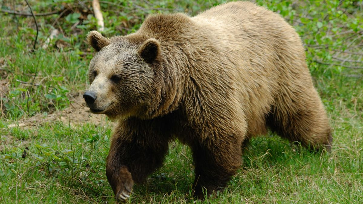 Un oso persiguió y mató a un chico de 16 años durante una carrera en Alaska