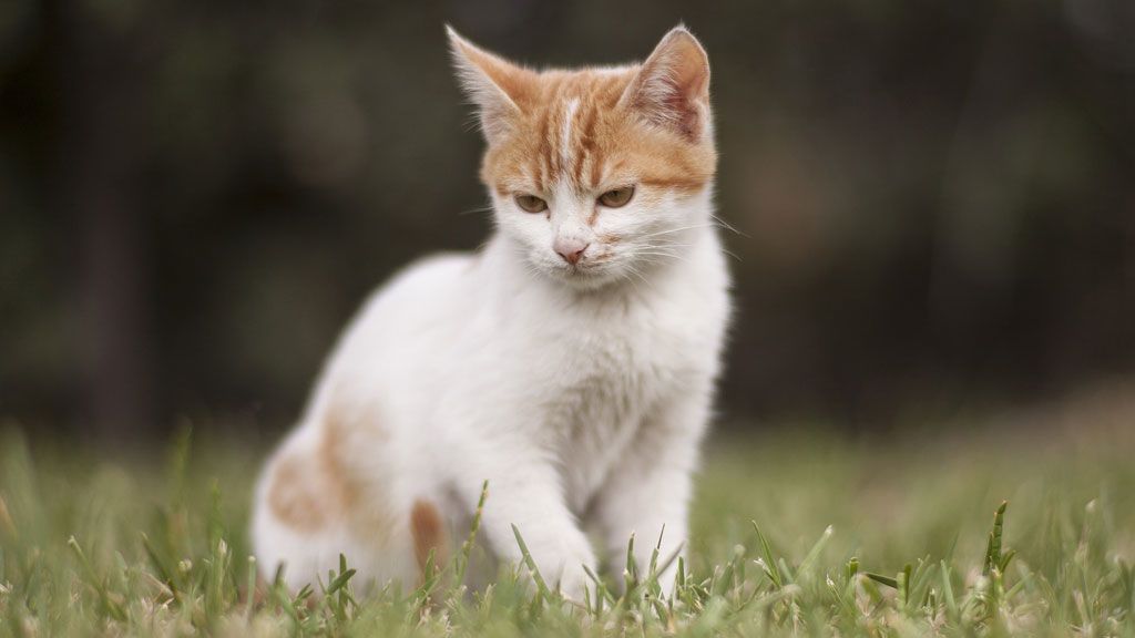 gato nike futsal shoes